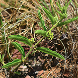 Raphionacme velutina